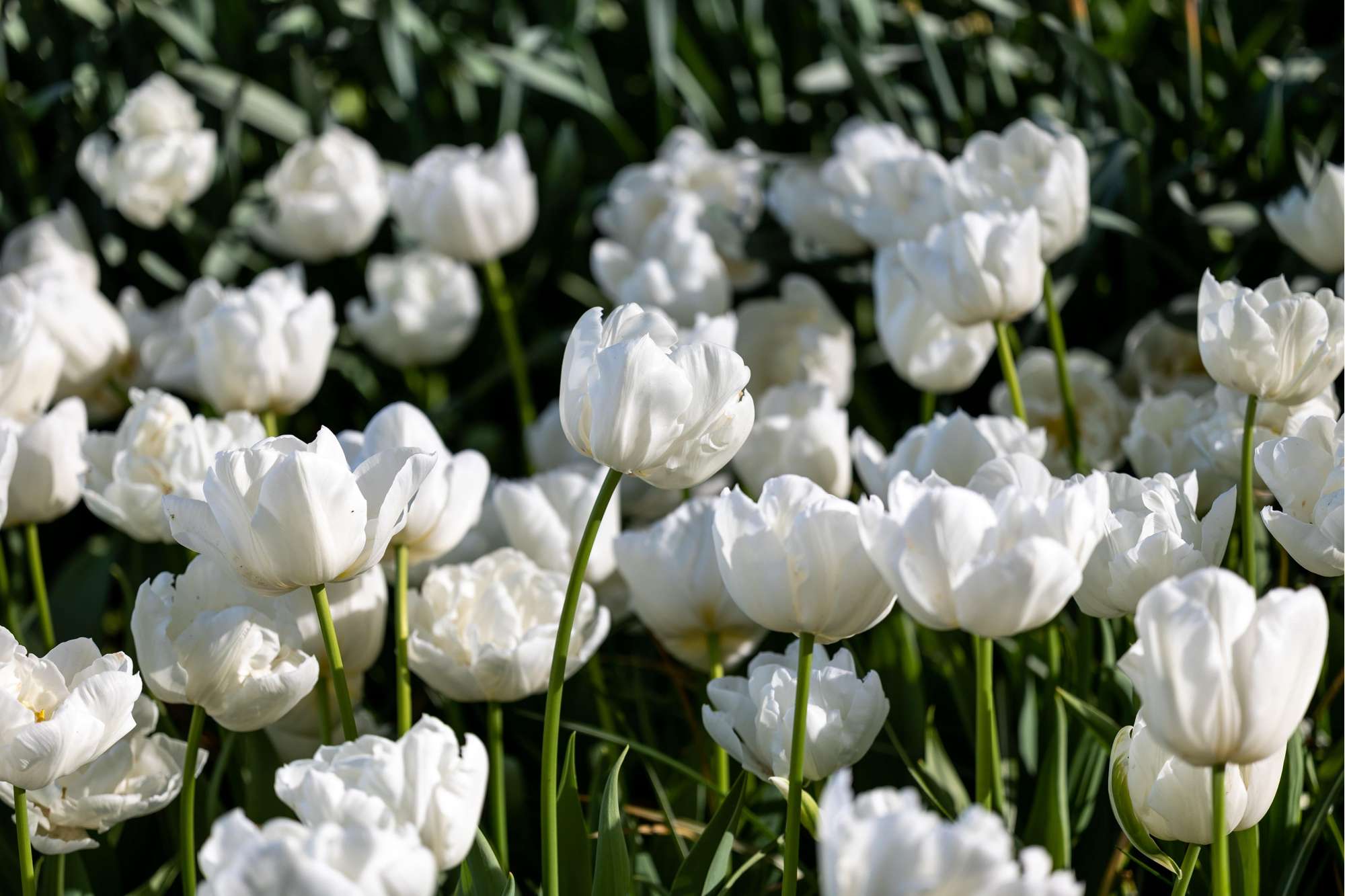 Tulpe 'Mondial'